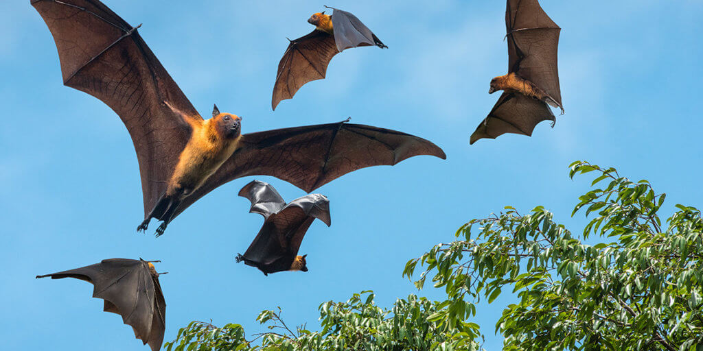 A Refresher on Rabies