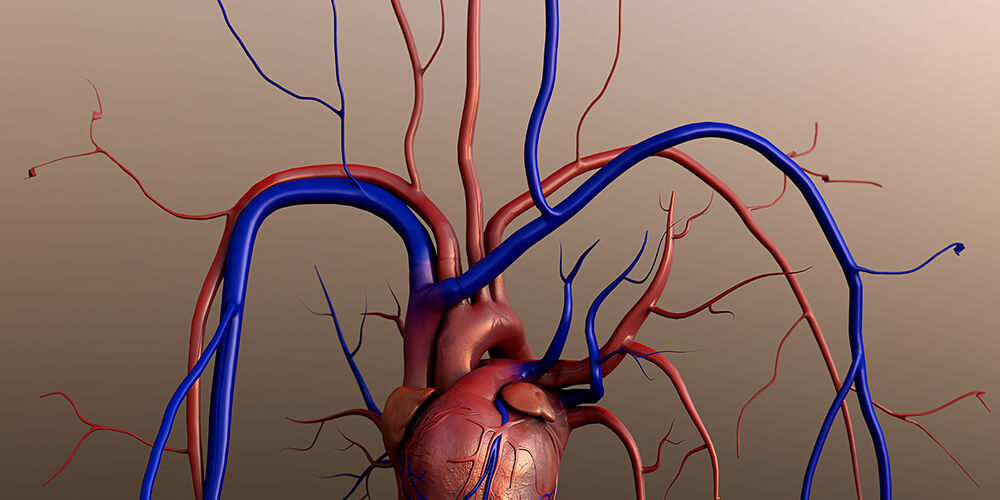 V-Healthy! Doctors and Allied Healthcare Professionals Teach Teens about Vascular Health